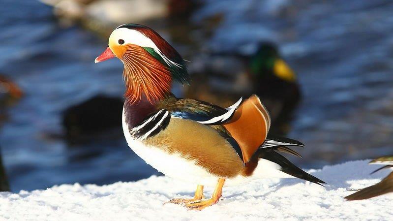 Eisfläche am Lepi-Weiher