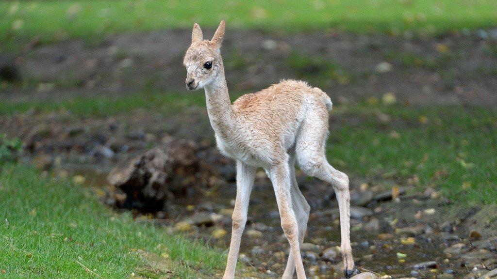 "Mini-Kamel"-Nachwuchs bei Tiergarten Schönbrunn