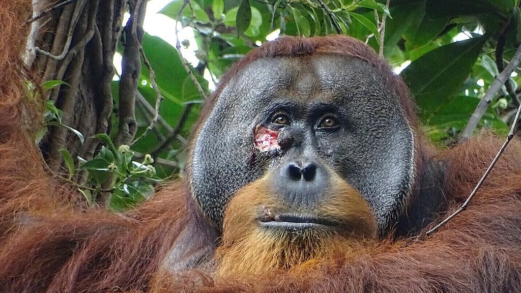 Orang-Utan Raku behandelt Wunde mit Heilpflanze
