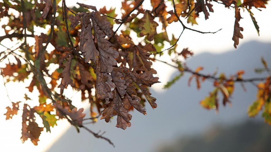 Spaziergang durch den Flachgau