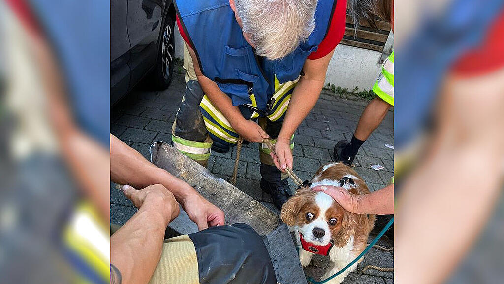 Feuerwehr Bischofshofen und ÖAMTC retten Hund aus Hitze-Auto