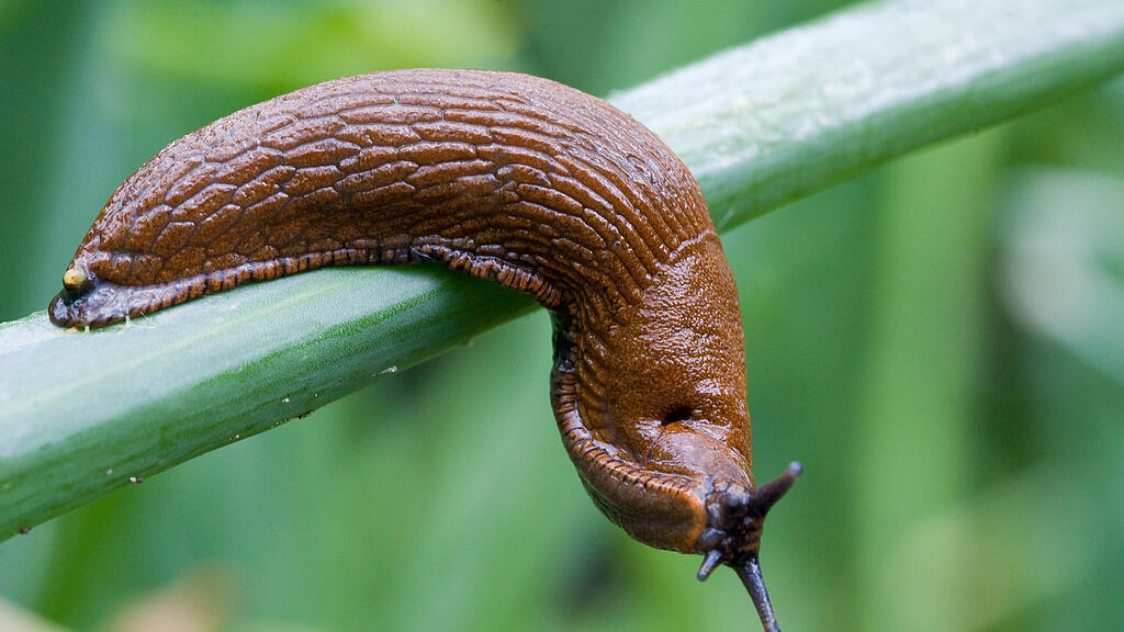 Spanische Wegschnecke