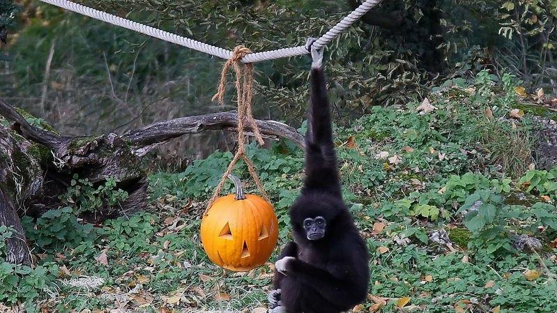 Halloween im Zoo