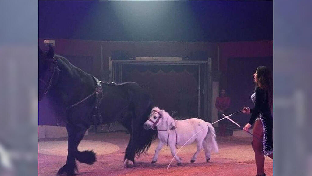 Salzburger Weihnachtscircus