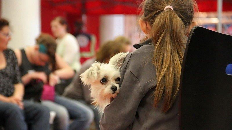 Haustiermesse Wels 2013