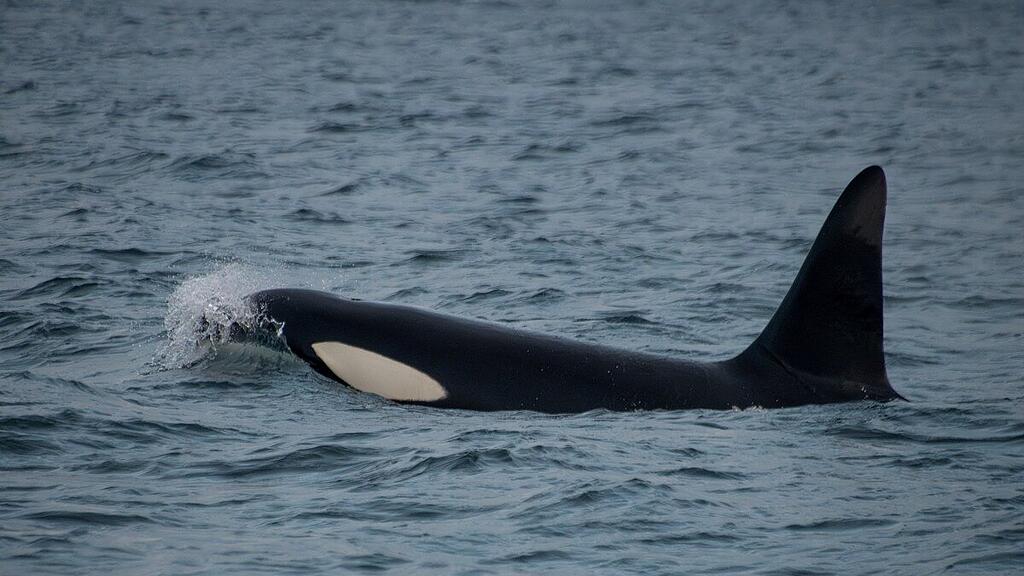 Zuletzt kam es immer öfter zu Zusammentreffen von Orcas und Menschen