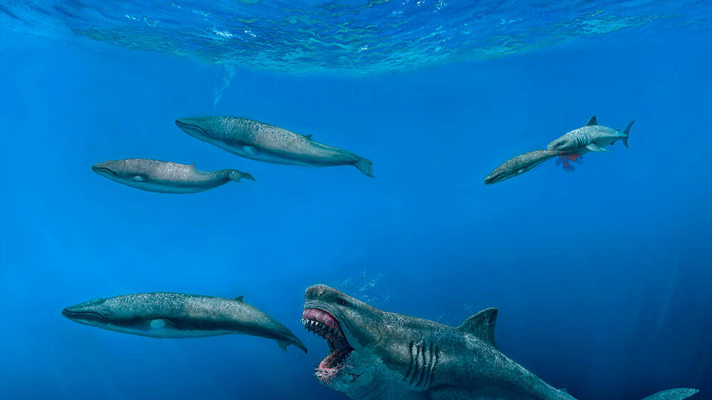 Megalodon