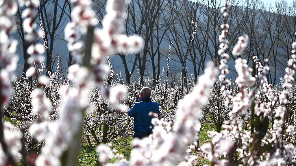 Marillenblüte in der Wachau