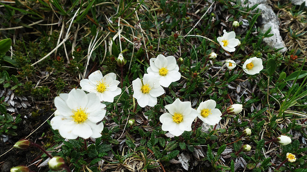 alpenblumen
