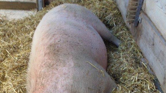 Impressionen der Tiere