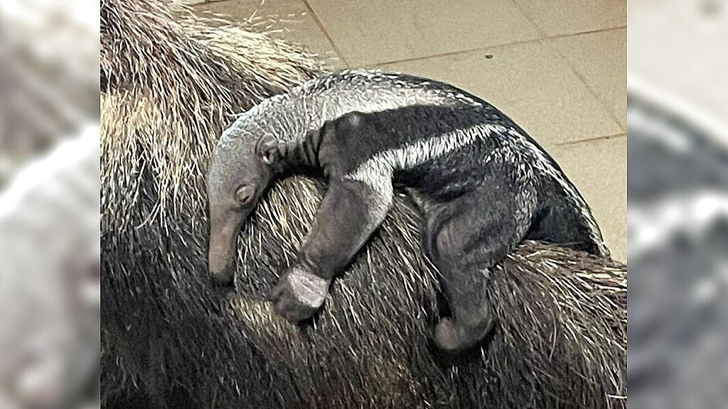 Ameisenbär-Baby im Weißen Zoo