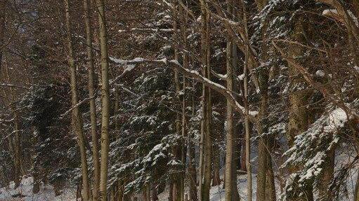Winterspaziergang am Gaisberg