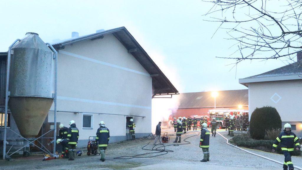 487 Tiere verenden bei Brand in Polling