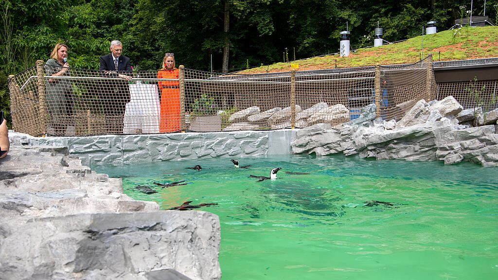 Zoo Salzburg, Brillenpinguine