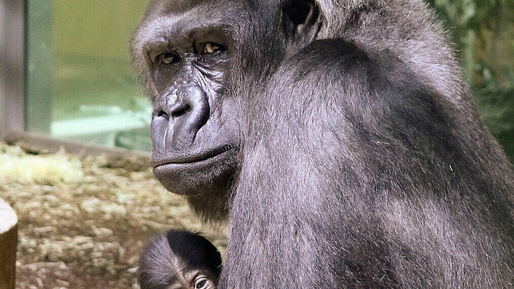 Gorilla-Nachwuchs Berlin