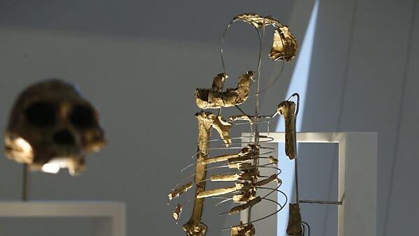 Etwa 40 Prozent des Skeletts von Lucy sind erhalten