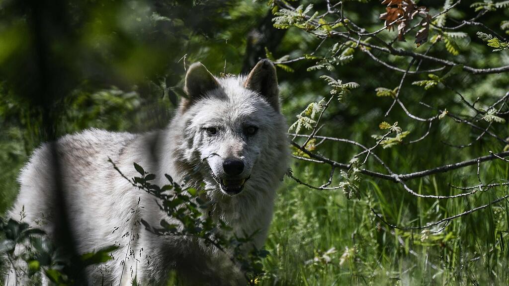 symb_Wolf