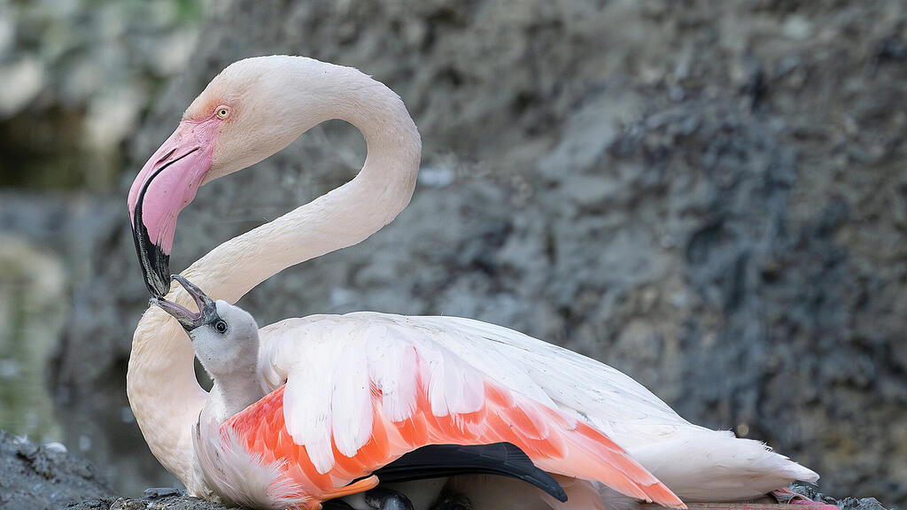 Flamingos