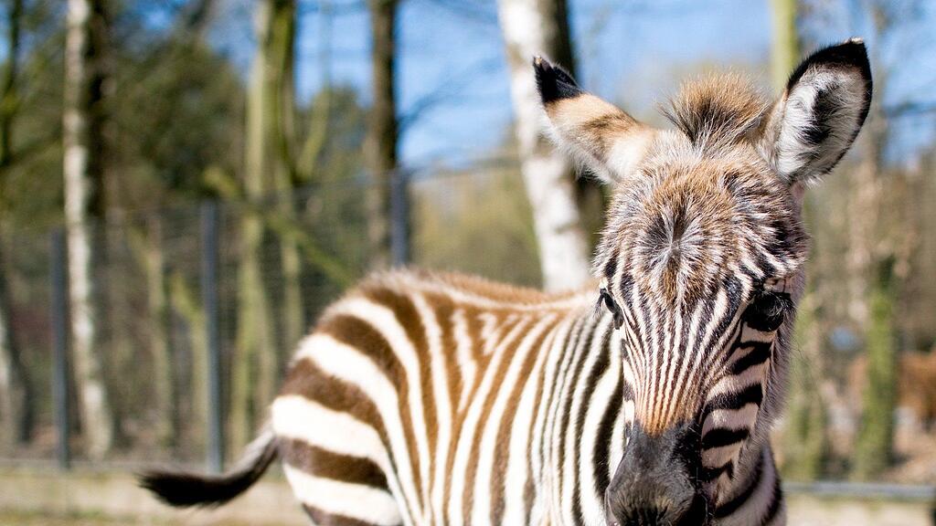 Das Zebrafohlen "Timi" erblickte vor wenigen Tagen das Licht der Welt.
