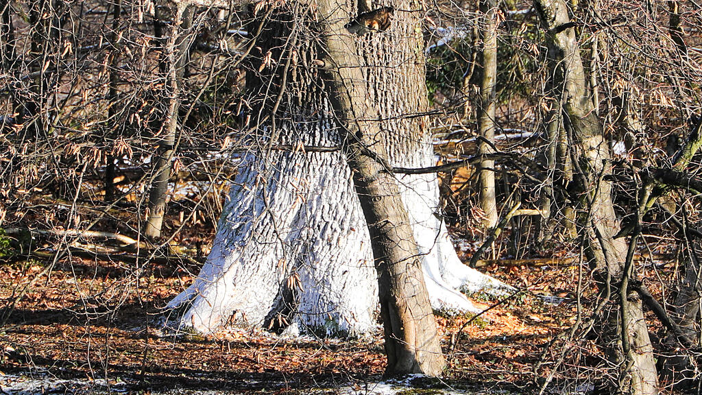 20250116_fmt_baumfaellung_Lepiweiher_mw-21.jpg