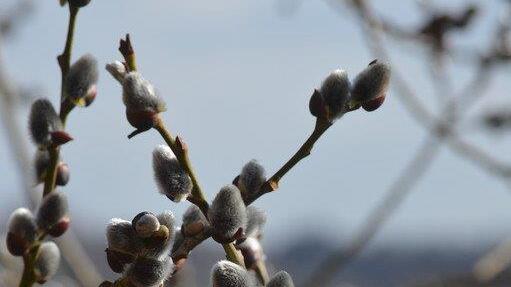 Erste Blüten sprießen