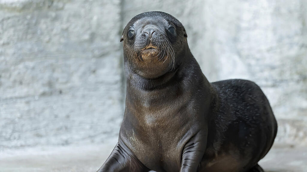 Robbenbaby Zoo Schönbrunn