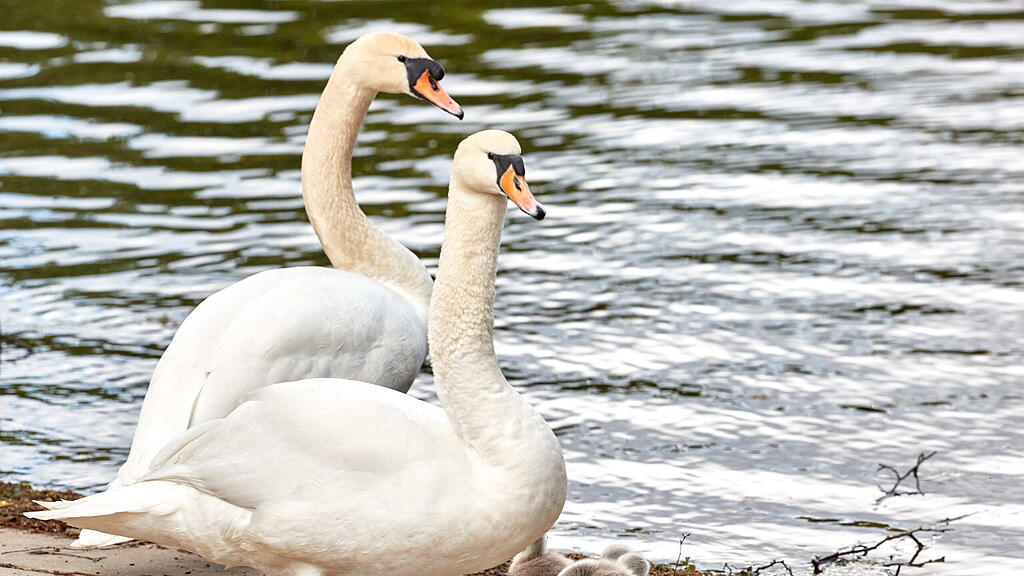 Geflügelpest bei Schwänen am Grabensee in Salzburg.