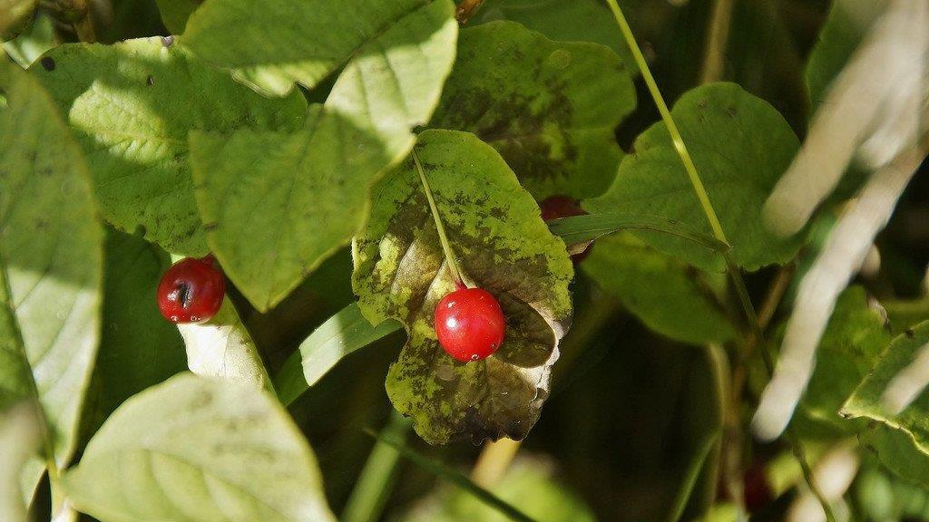 Altweibersommer zu Herbstbeginn