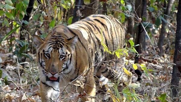In Indien leben mehr als 2.000 freilaufende Tiger