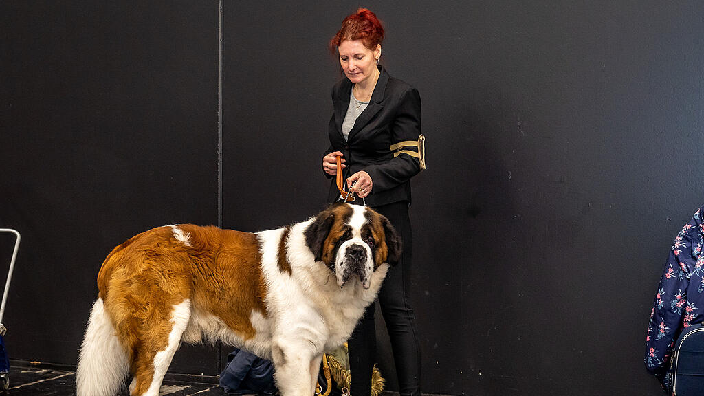 Internationale Hundeausstellung Salzburg 2022