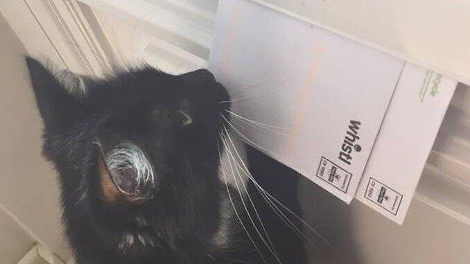 Katze Bella erwartet die Post sehnsüchtig.