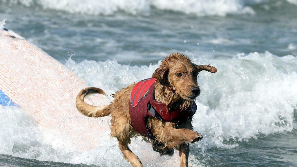 Hundesurfen in Kalifornien