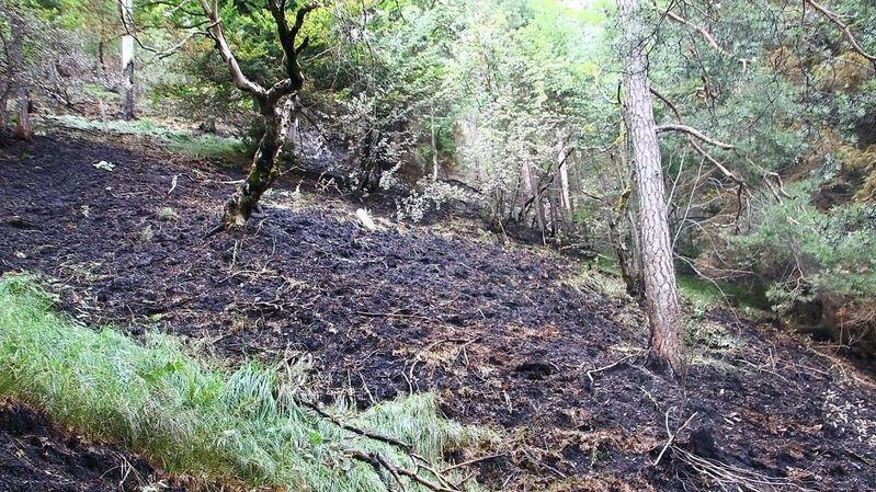 Waldbrand unter Kontrolle