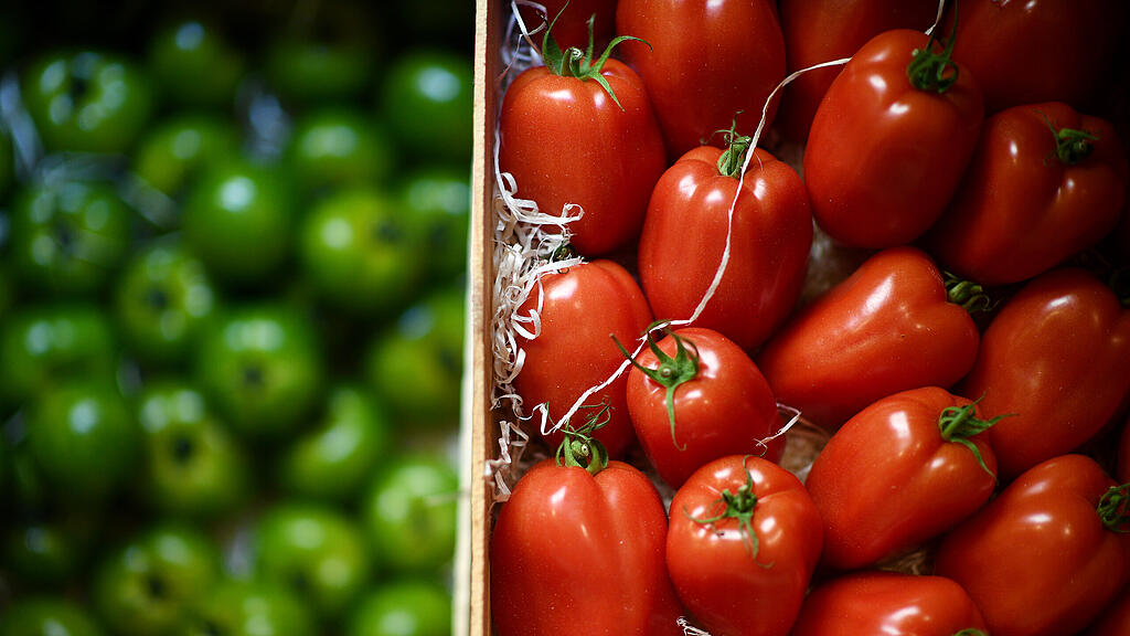 Tomate, Paradeiser, SB