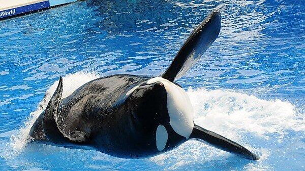 Tierschützer kritisieren die Orca-Shows von SeaWorld