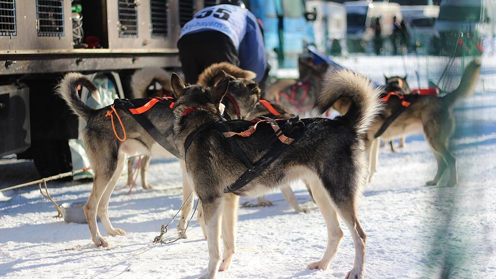 26. Schlittenhunderennen