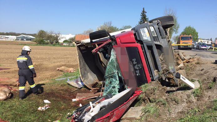 28 Schweine bei Lkw-Unfall in Steiermark getötet