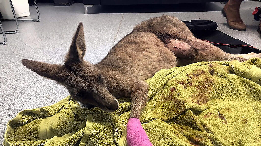 Das Känguru hat sich bei dem Einbruch in das Haus selbst verletzt.