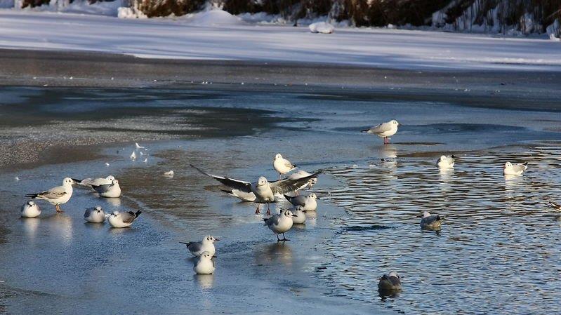 Eisfläche am Lepi-Weiher