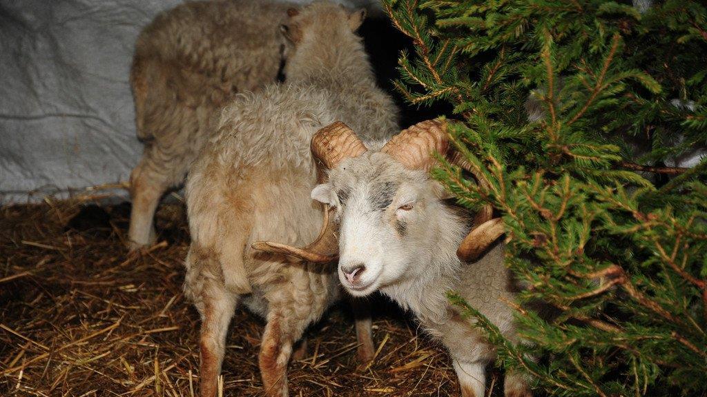 Großarler Bergadvent