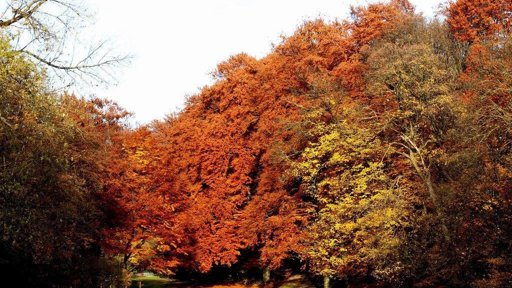 Herbst an der Isar
