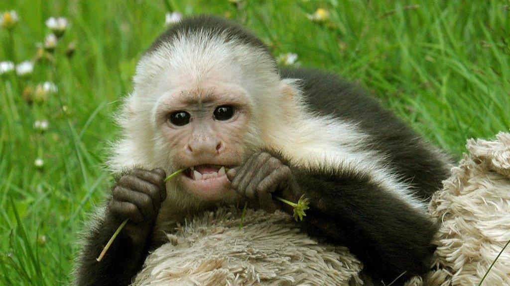 Die beeindruckendsten Tierbilder KW 26