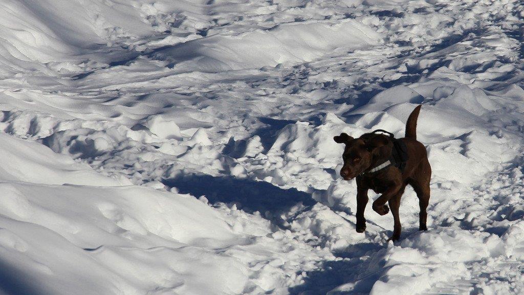 Superhunde im Einsatz