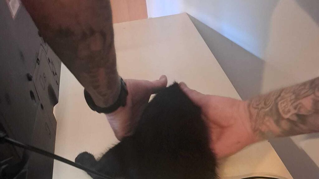 Katzenrettung Bischofshofen