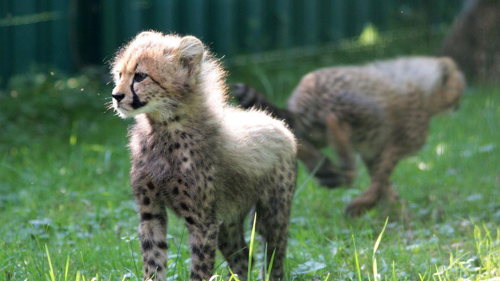 Gepardennachwuchs erkundet Zoo