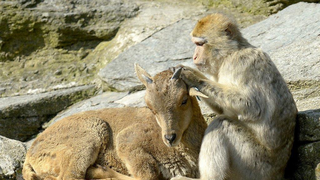 Die beeindruckensten Tierbilder KW 17