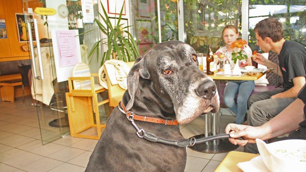 Körpersprache für den Hund: Der Workshop