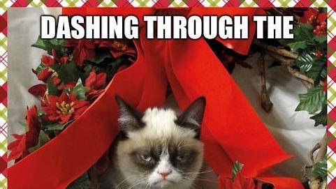 Tard, the grumpy cat: Die besten Memes