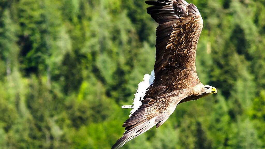 Kaiseradler, SB