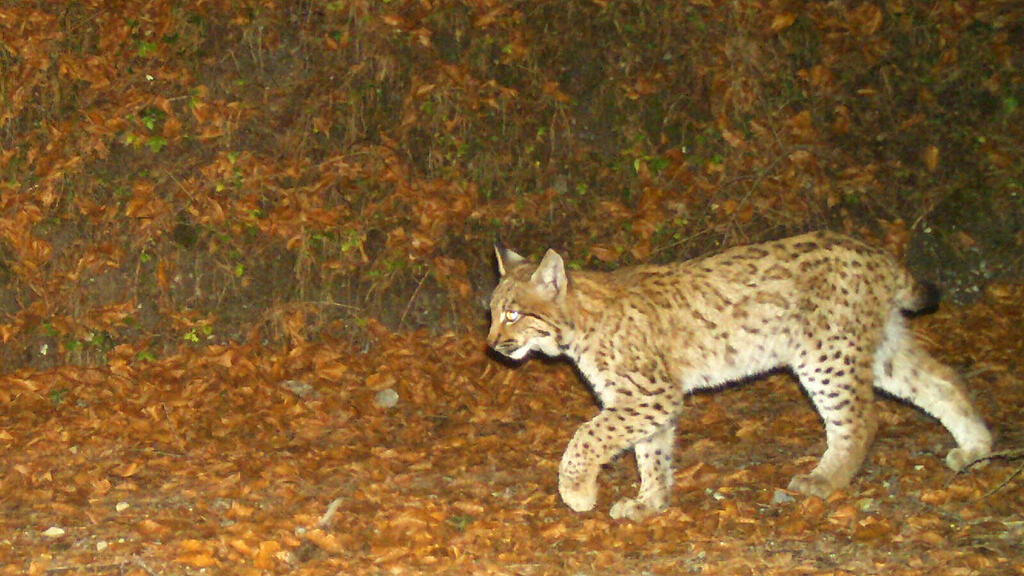 wildkatze.jpg